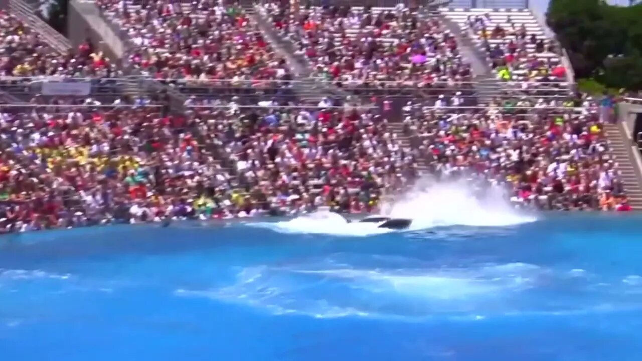 Seaworld SHAMU Killer Whale Show