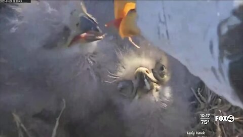 CROW monitoring eaglets