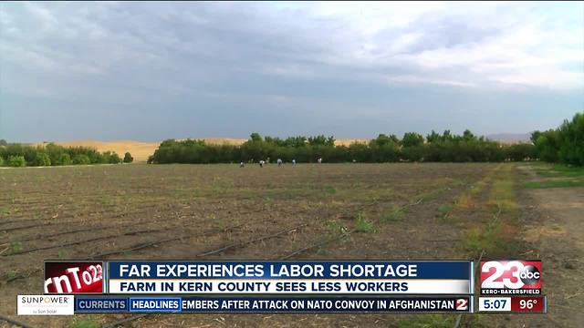 Kern County farm experiences labor shortage