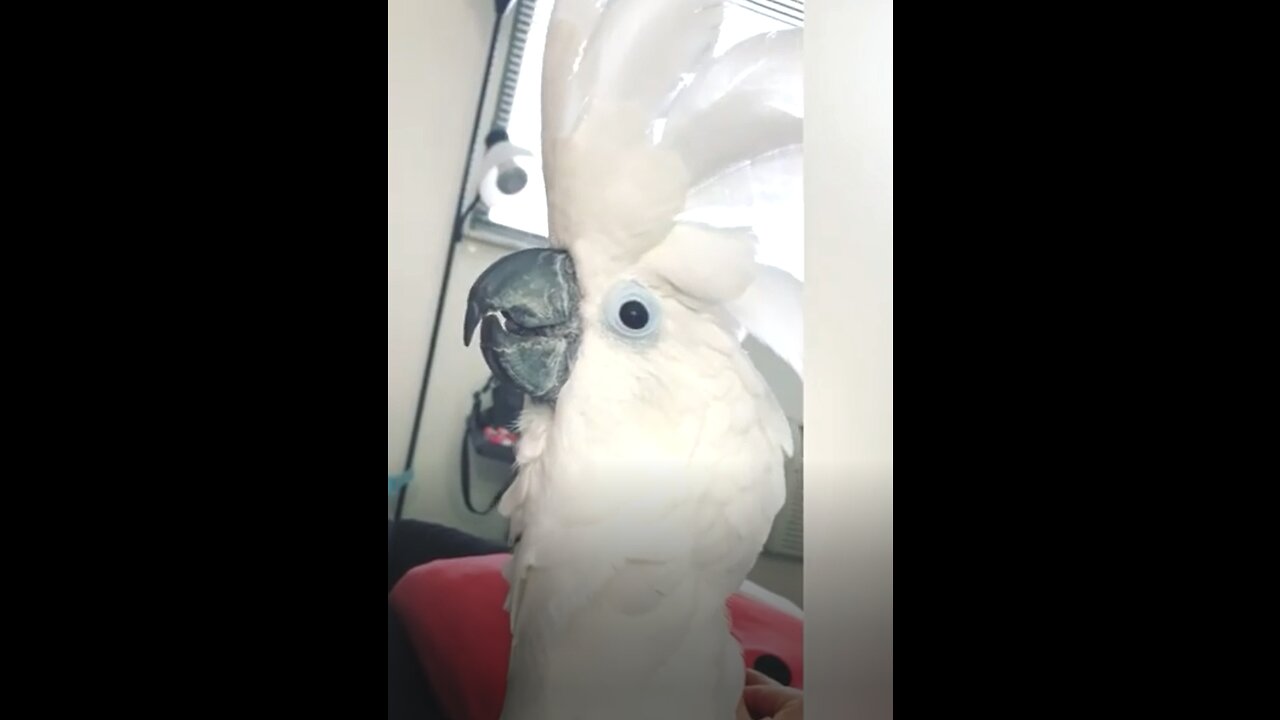 parrot imitates its owner, very cute, watch it quickly