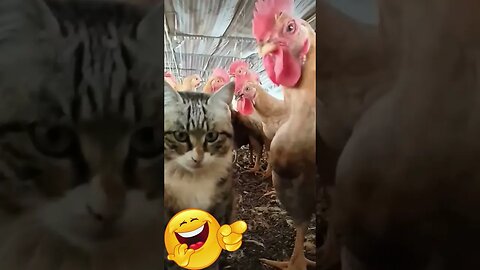 sweet cats vs bully chickens see what happens at the end