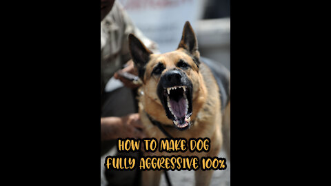 How To Make Dog Become Fully Aggressive With Few Simple Tips