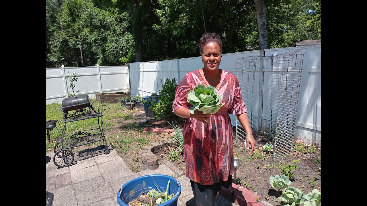 I Had Fun Cooking Cabbage From My Garden Cabbage Recipe