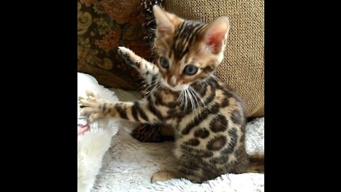 Bengal cats fighting and playing