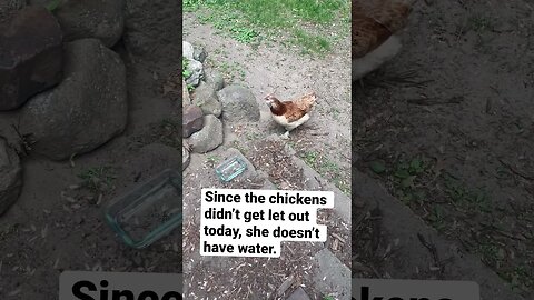 I just got SNUBBED by a chicken 🙄🤦‍♀️ #animals #shorts