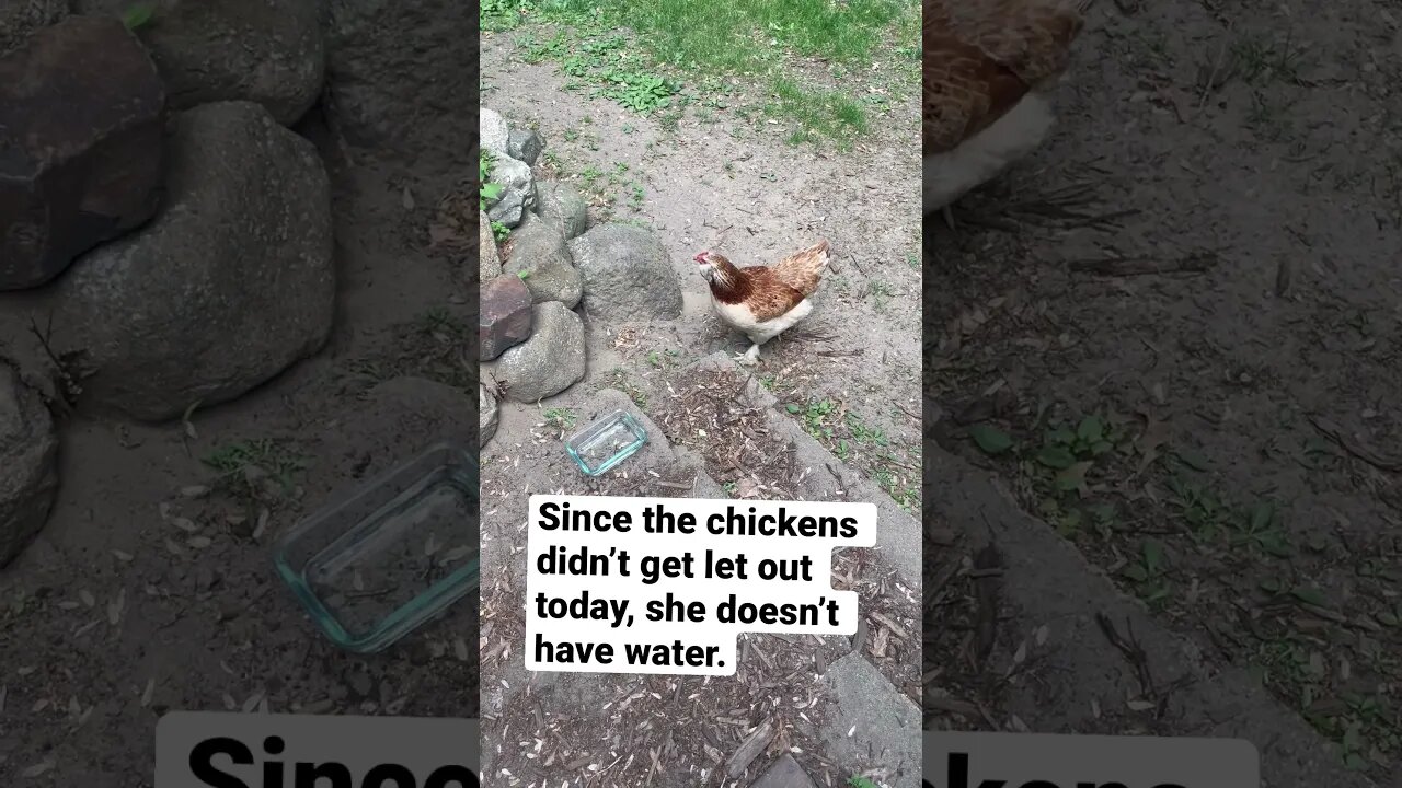 I just got SNUBBED by a chicken 🙄🤦‍♀️ #animals #shorts