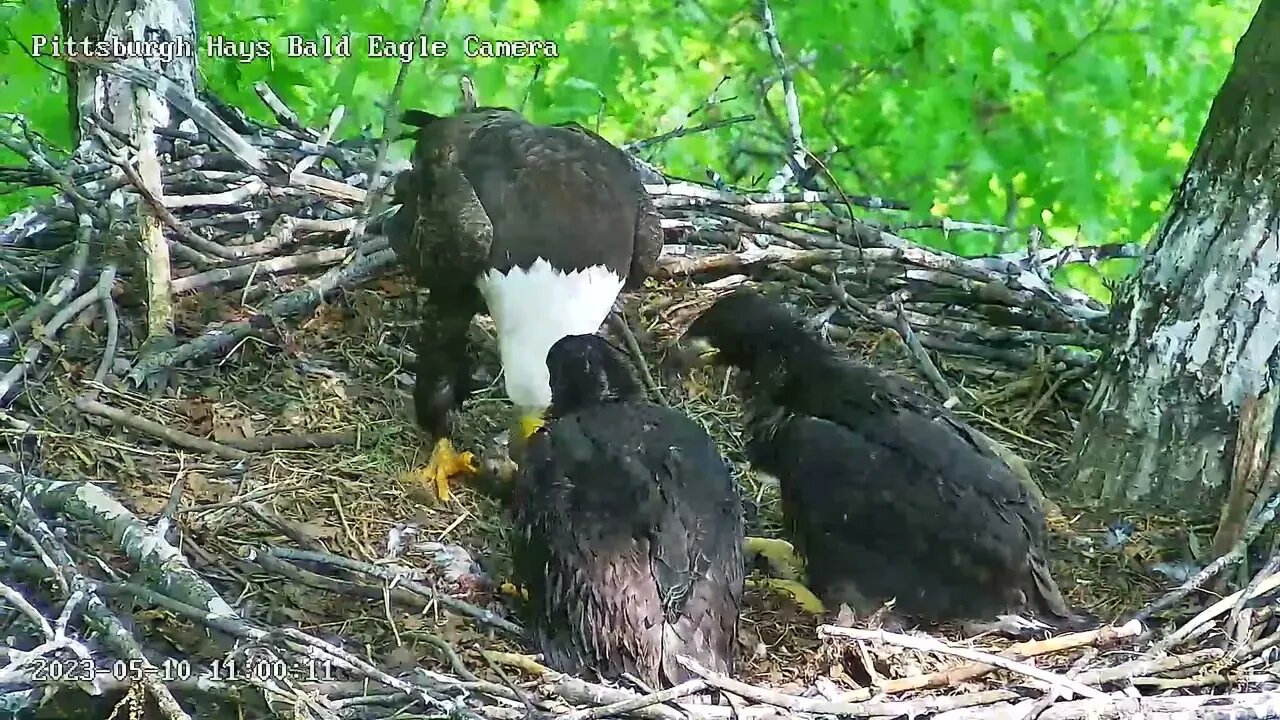 Hays Eagles Dad delivers a fish and feeds H19 & H20, nice full crops! 05-10-2023 10:59am