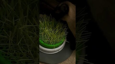 Cinder ❤️ cat grass ❤️
