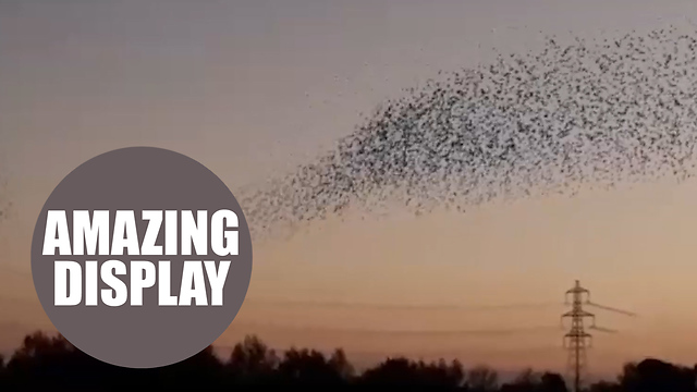 A mesmerising starling murmuration