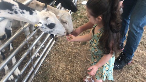 Two Year Old Feeding Goats