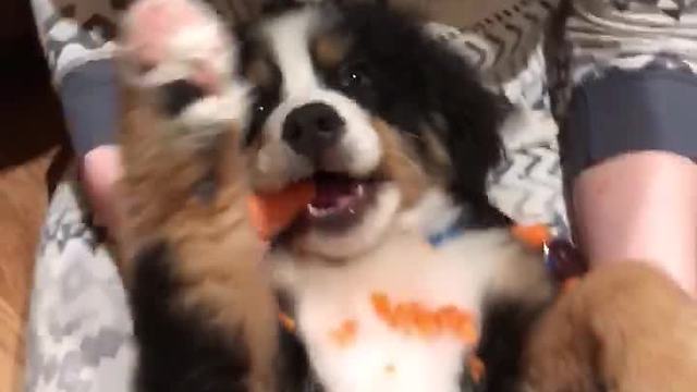 Puppy loves to snack on tasty carrot