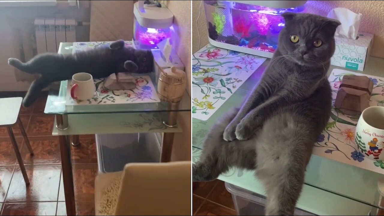 The cat is resting on the table and looking at the fish.