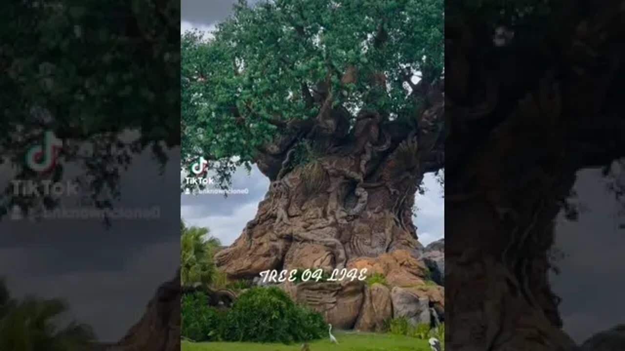 tree of life
