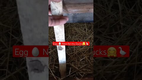 Egg🥚 Nest for my Ducks🪿😁|#shorts #short #shortvideo #shortsvideo #shortsfeed #viral #farming #food