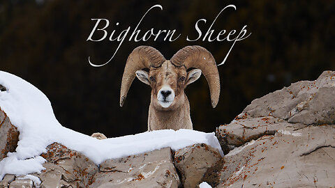 The Bighorn