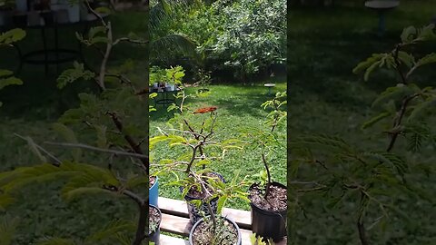 A red orange dragonfly doing some tamarind branch windsurfing.