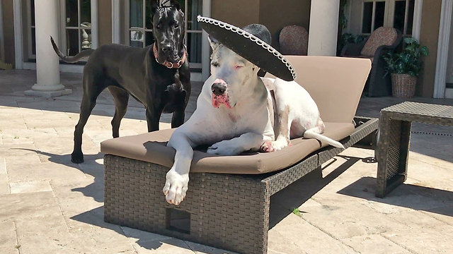 Happy Great Danes Enjoy a Relaxing Cinco de Mayo