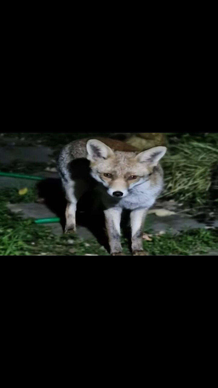 🦊 Urban fox whispering - how to talk with a gentle vixen in the London garden