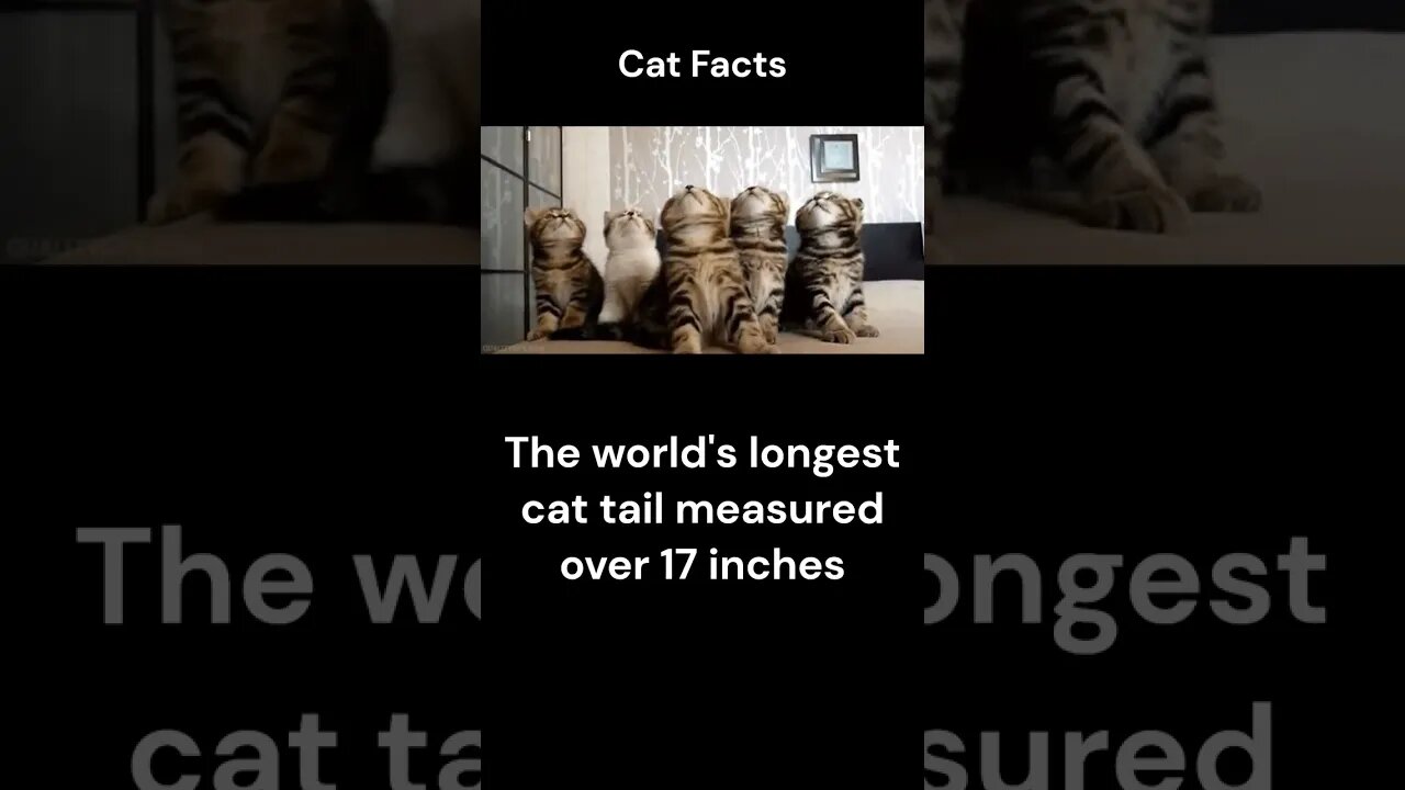 Cat Facts #shorts #youtubeshorts #cat #facts #Humor