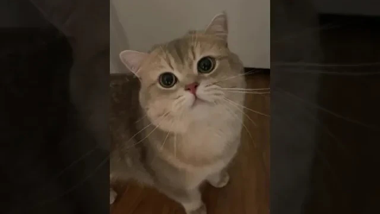 CAT VIDEO