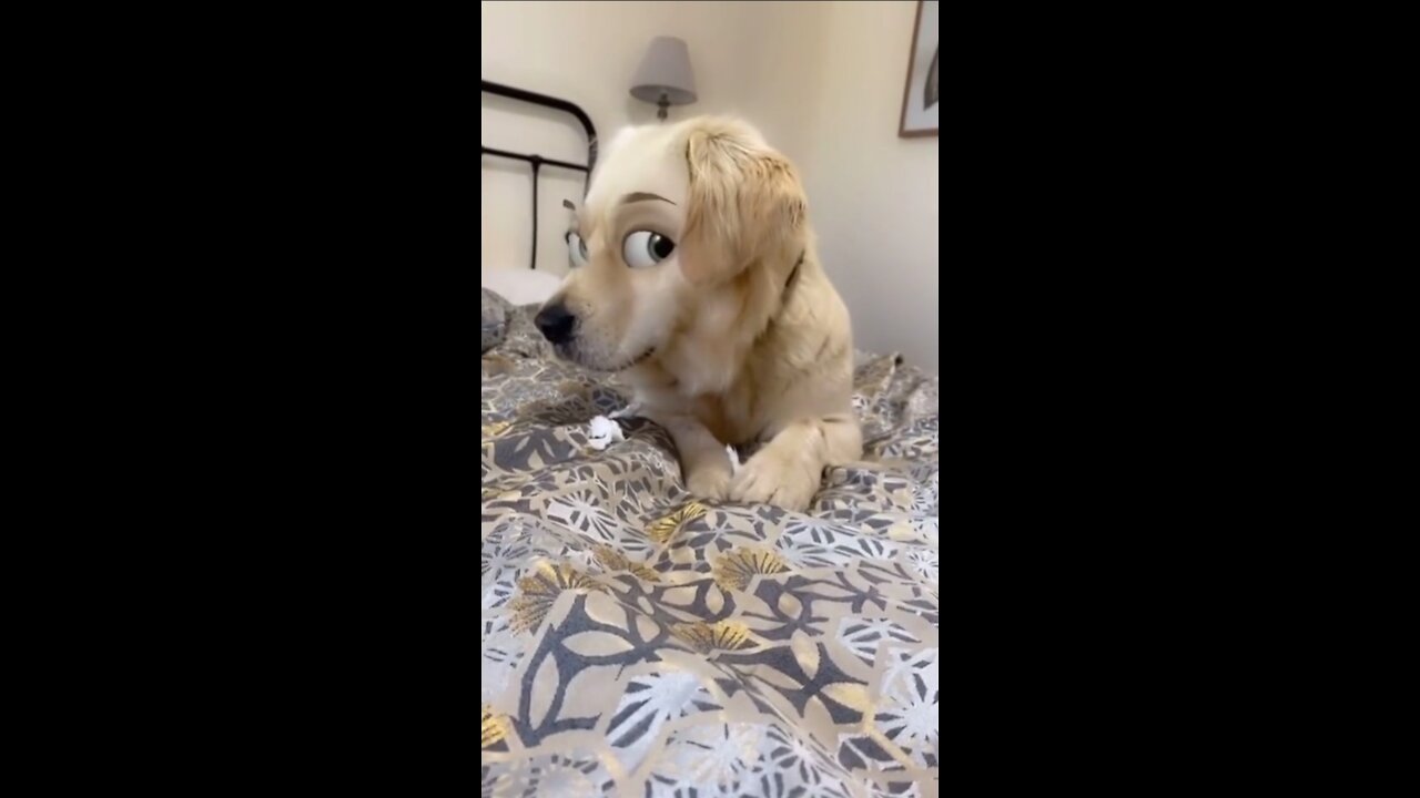 Dog eye is very cute and funny