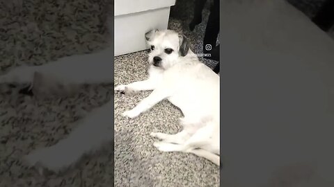 Gizmo in this game
