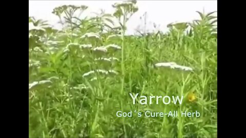 ARROW - GOD'S CURE-ALL HERB