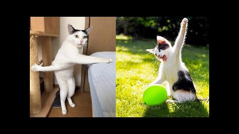 Funniest Animals - Best Of The 2021 Funny Animal Videos #4