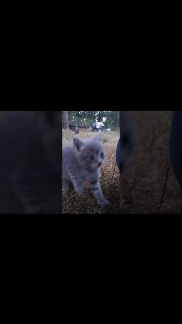 Listening to the Birdies