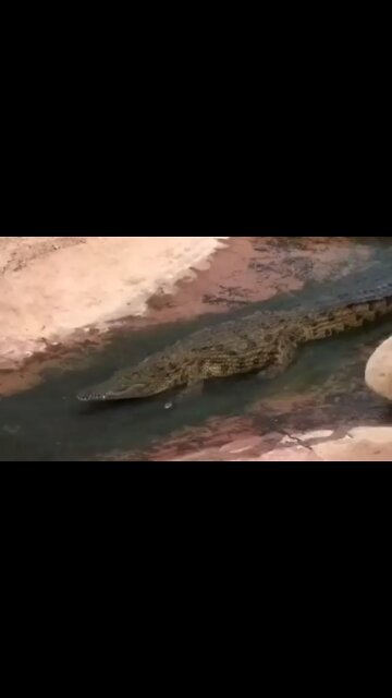 Not his first rodeo 🐊😂 Video by 2021