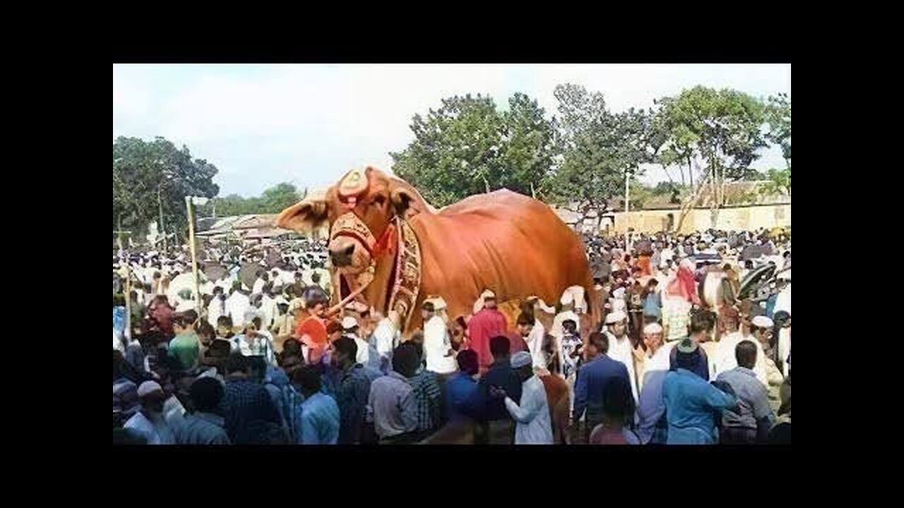 OMG😱World Biggest Bull on van🤯Crashed Must Watch☠