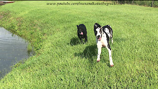 Amazing Racing Great Dane Puppy Runs An Epic Zoomie