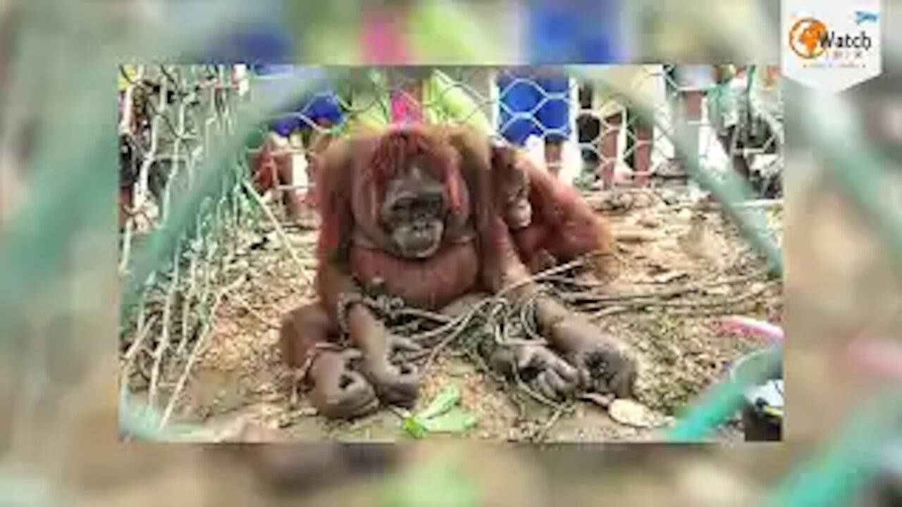 How People Welcomed This Poor Orangutan Mother Will Bring Tears To Your Eyes