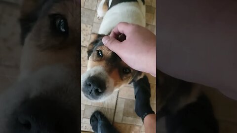 Cadela Mascote da Chácara Ebenézer