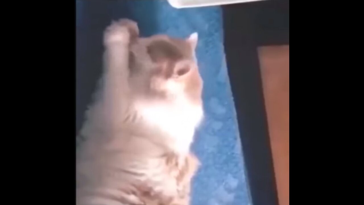 Cat &Dag