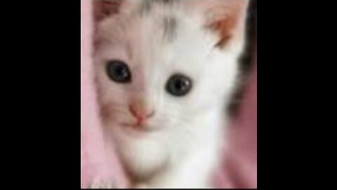 little kitten ... the most beautiful thing in the world.