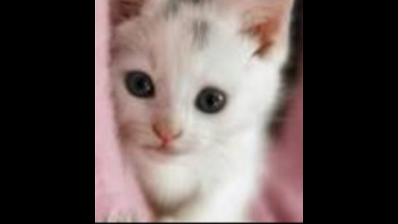little kitten ... the most beautiful thing in the world.