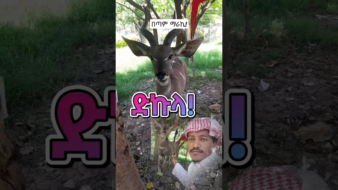 ድኩላ #deer #wildlife #Ethiopia #ኢትዮጵያ