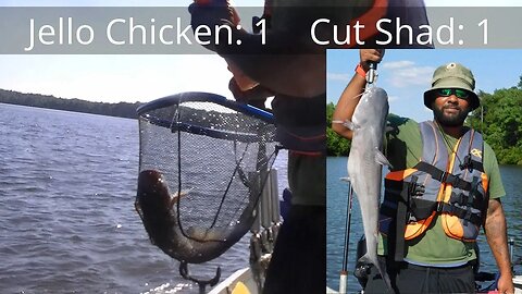 Catfish 101- Jello Chicken vs Cut Shad for Bait