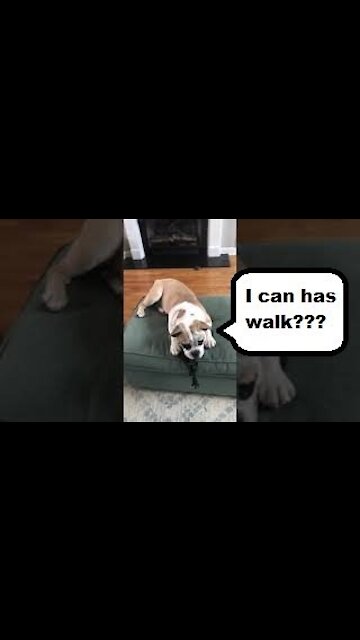 Bulldog Puppy Stubby Wants to Walk