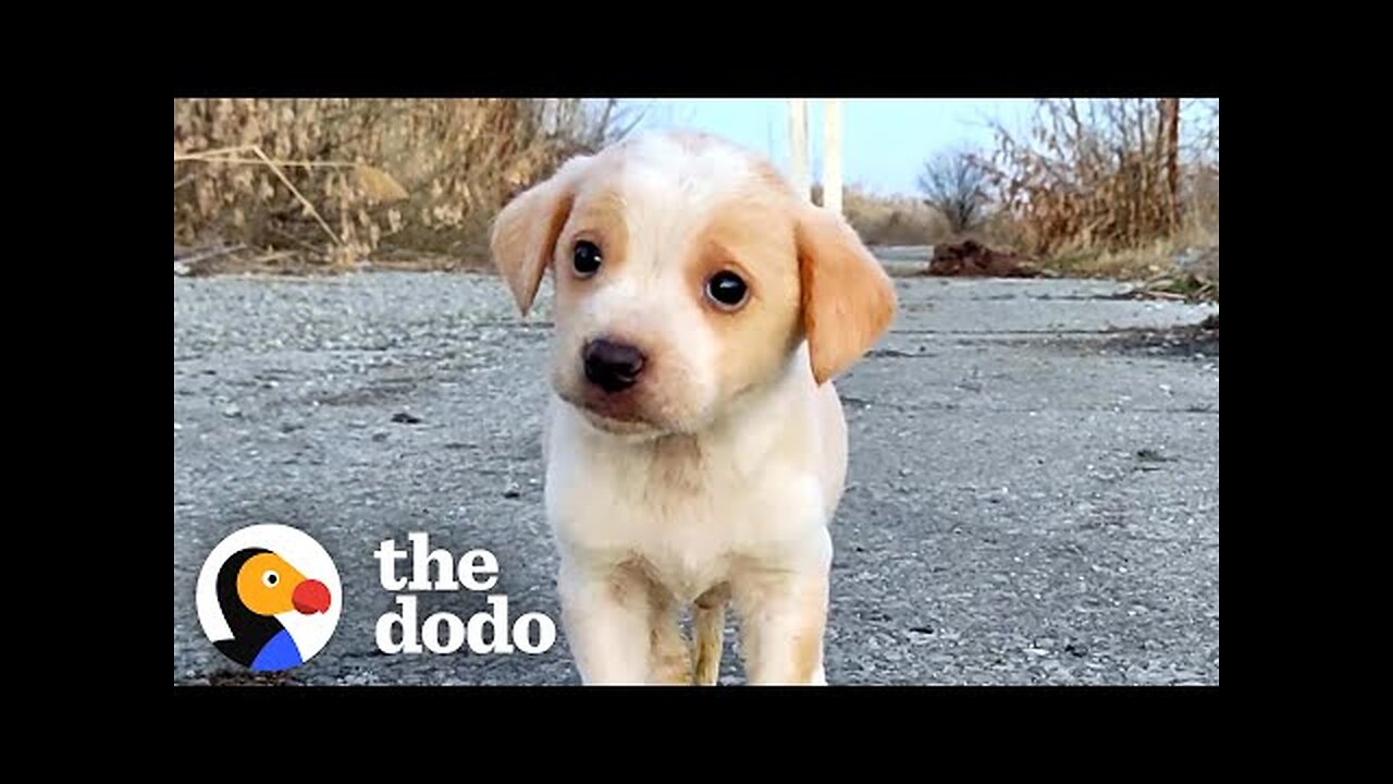 Puppy Found With Garbage Wouldn't Stop Shaking