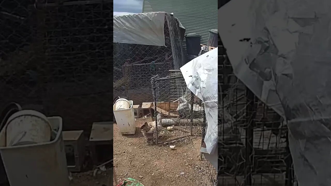 Farm cam. Hen and tiny chicks