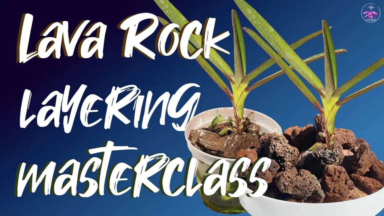 How to layer Lava Rock as substitute for Bark & get the same grow effect as with Bark #ninjaorchids