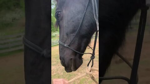 Such a sweet horse