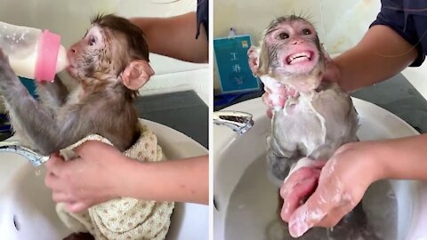 A Little Monkey Taking A Nice Shower