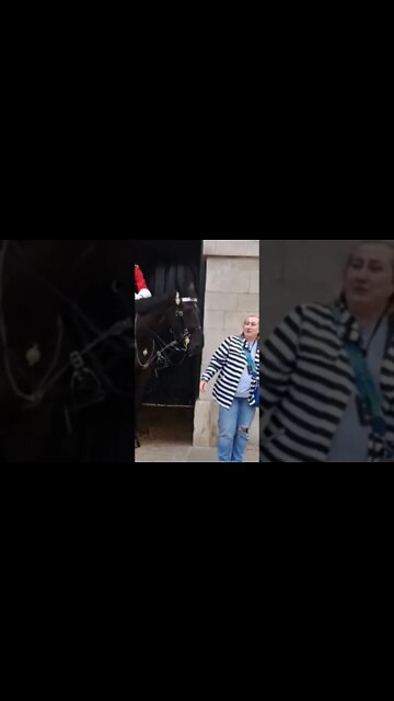 Horse pushing a tourist #horseguardsparade