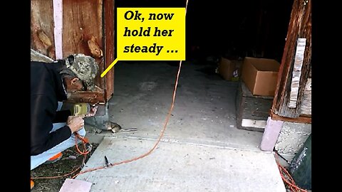 Rattius Gets A Job - Pack Rat Partner On Barn Door Bolstering - Job Site Hazard Escape