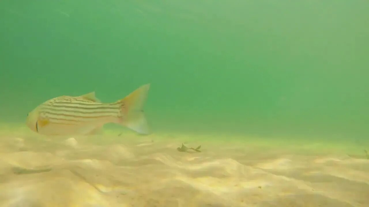 Cool sea bass moving along the ocean floor beach