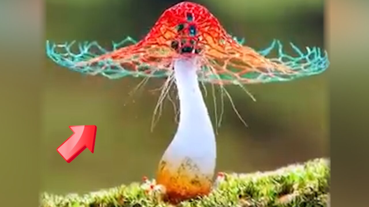 Beautiful mushrooms appear to be dancing [Mysterious]