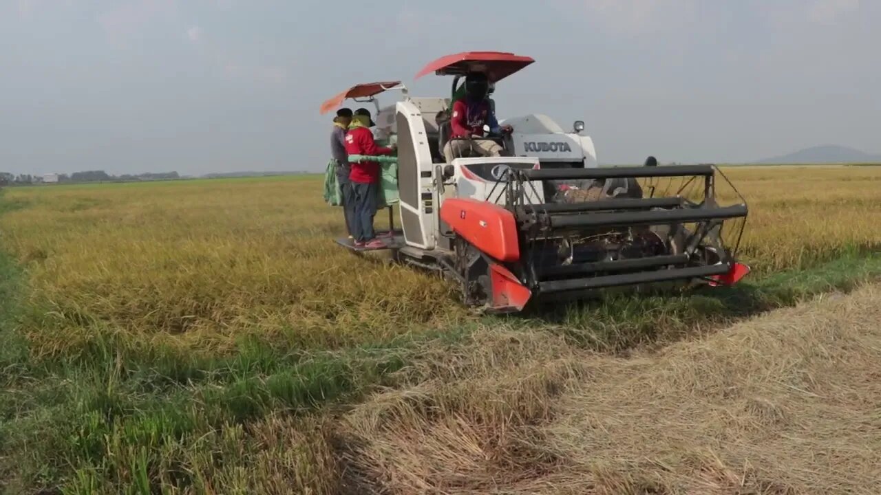 Harvesting Rice